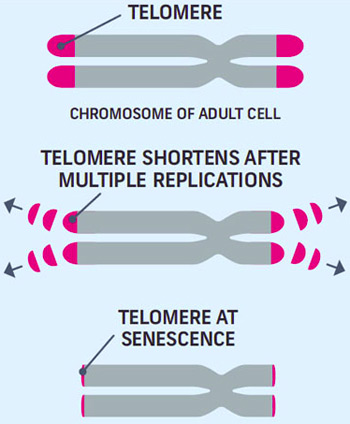 telomere
